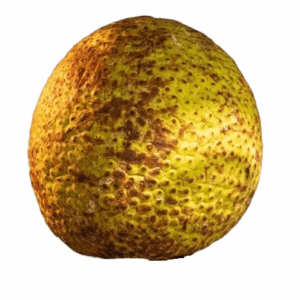 Breadfruit (Approx 3-4lbs Each)