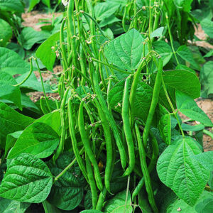 Bush-Bean