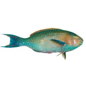 Fresh-Parrot-Fish-Approx.-300g-350g