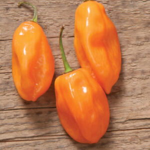 Habanero-Pepper