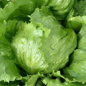 Lettuce-Head