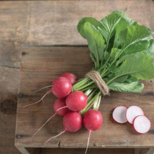 Radish