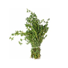 Thyme-Jamaican